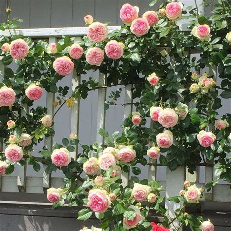 heirloom climbing roses|best ever blooming climbing roses.